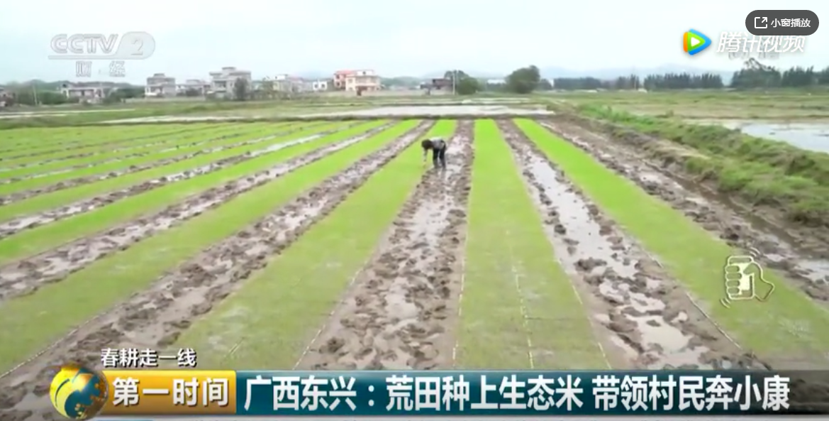 央视报道东兴！荒田种上生态米，带领村民奔小康！